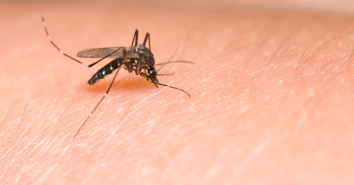 mosquitos y picaduras como tratarlas