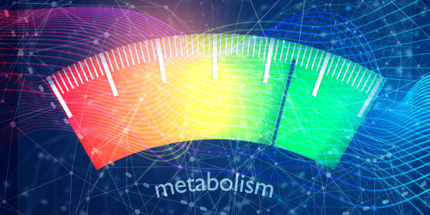 metabolismo y calorías